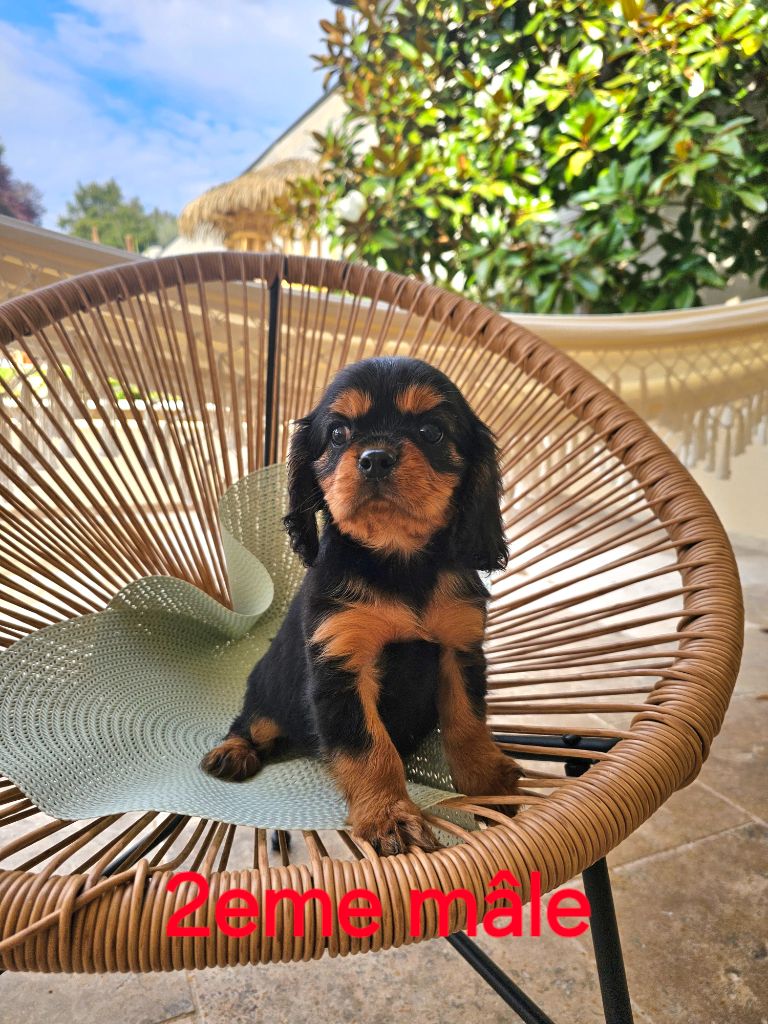 Natacha Destouches - Chiot disponible  - Cavalier King Charles Spaniel