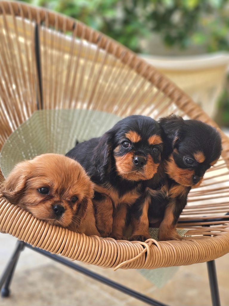 chiot Cavalier King Charles Spaniel Natacha Destouches