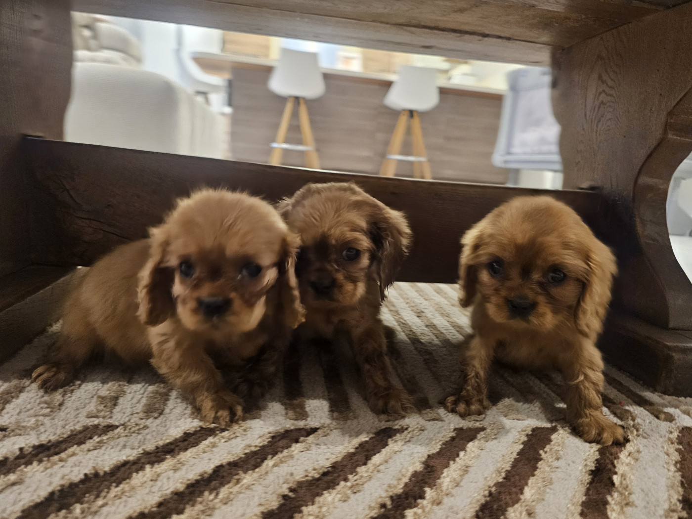 Natacha Destouches - Cavalier King Charles Spaniel - Portée née le 05/12/2025