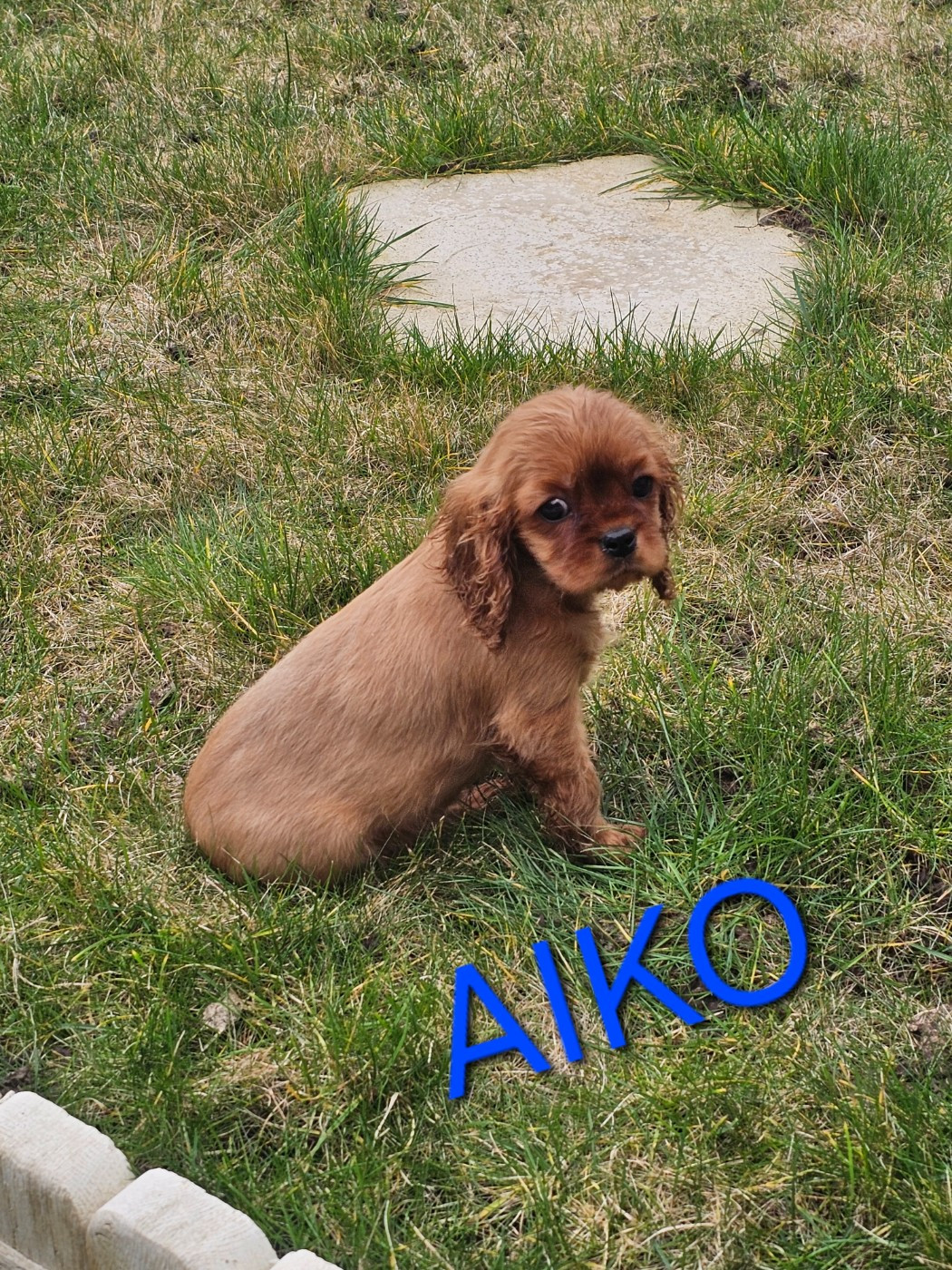 Natacha Destouches - Chiots disponibles - Cavalier King Charles Spaniel