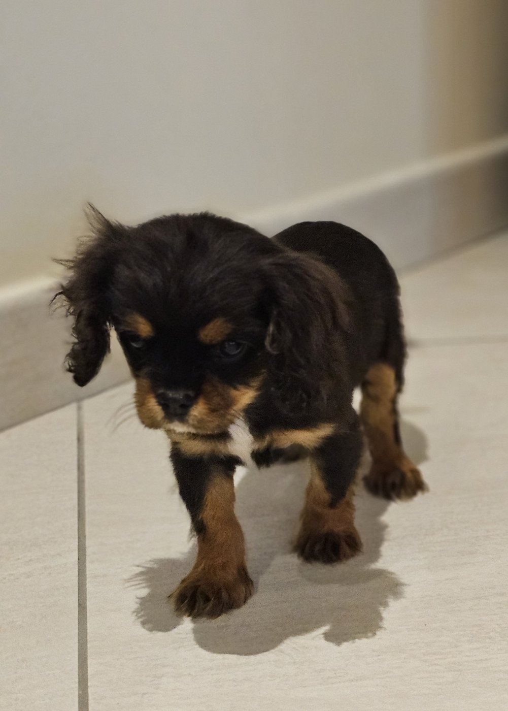 Natacha Destouches - Chiots disponibles - Cavalier King Charles Spaniel