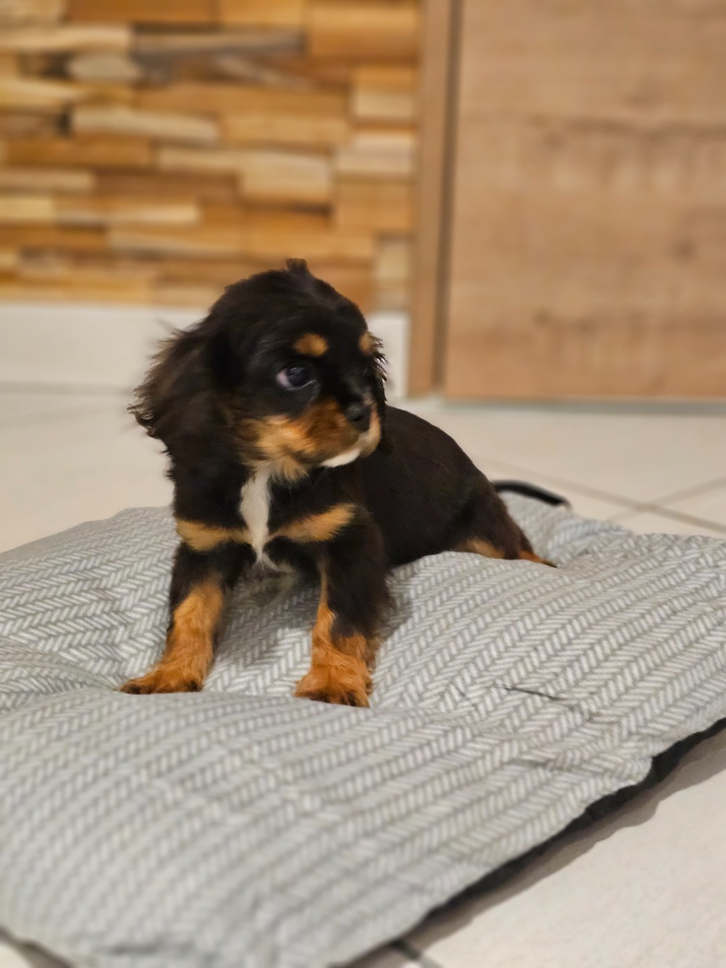 Chiot Cavalier King Charles Spaniel Natacha Destouches