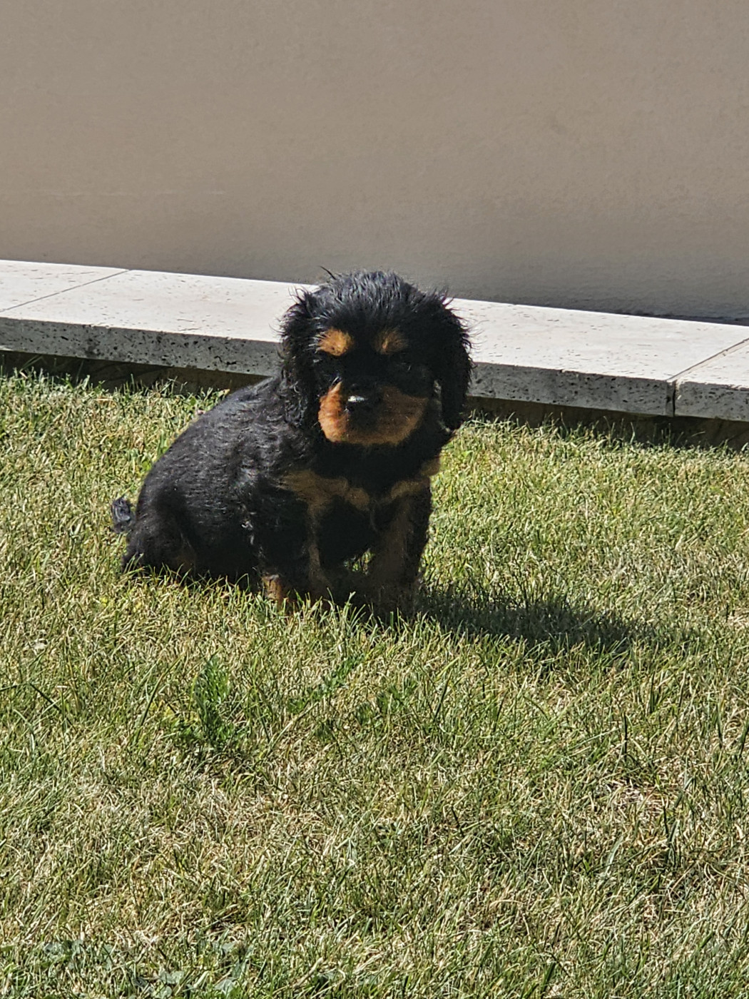Natacha Destouches - Cavalier King Charles Spaniel - Portée née le 01/05/2026