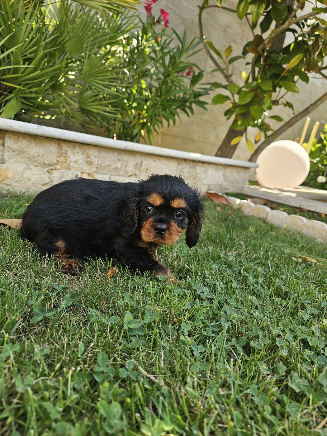 Natacha Destouches - Chiots disponibles - Cavalier King Charles Spaniel